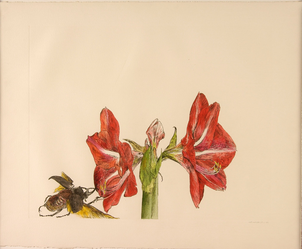 Erik Andriesse, Amaryllis met kever, 1992, ets, aquarel, 51.5 x 66.5, collectie Het Noordbrabants Museum