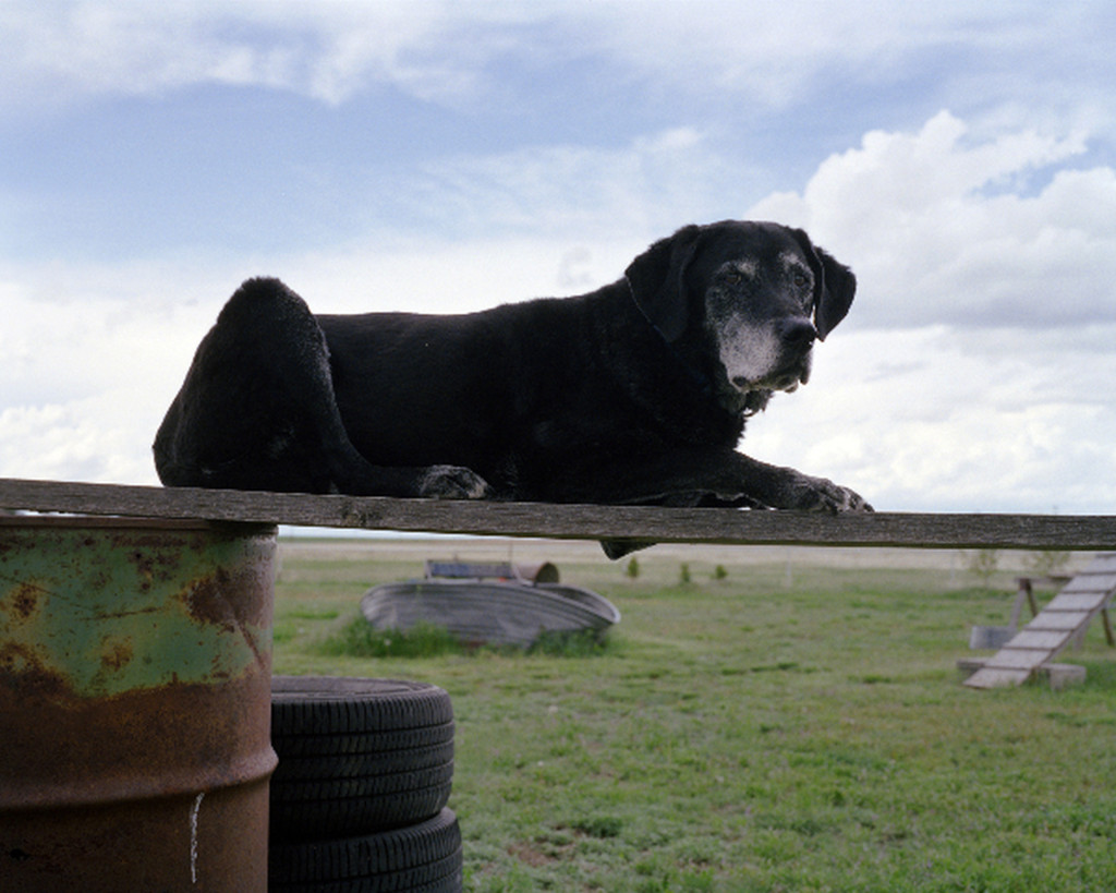 Charlotte Dumas, Merlyn II, 2011, foto Museum De Fundatie