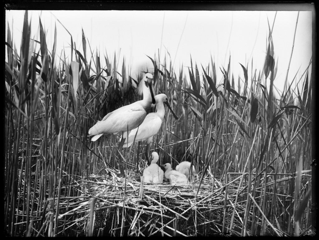 Nest met oude en jonge lepelaars, Naardermeer, 1905, copyright Richard Tepe. Nederlands Fotomuseum
