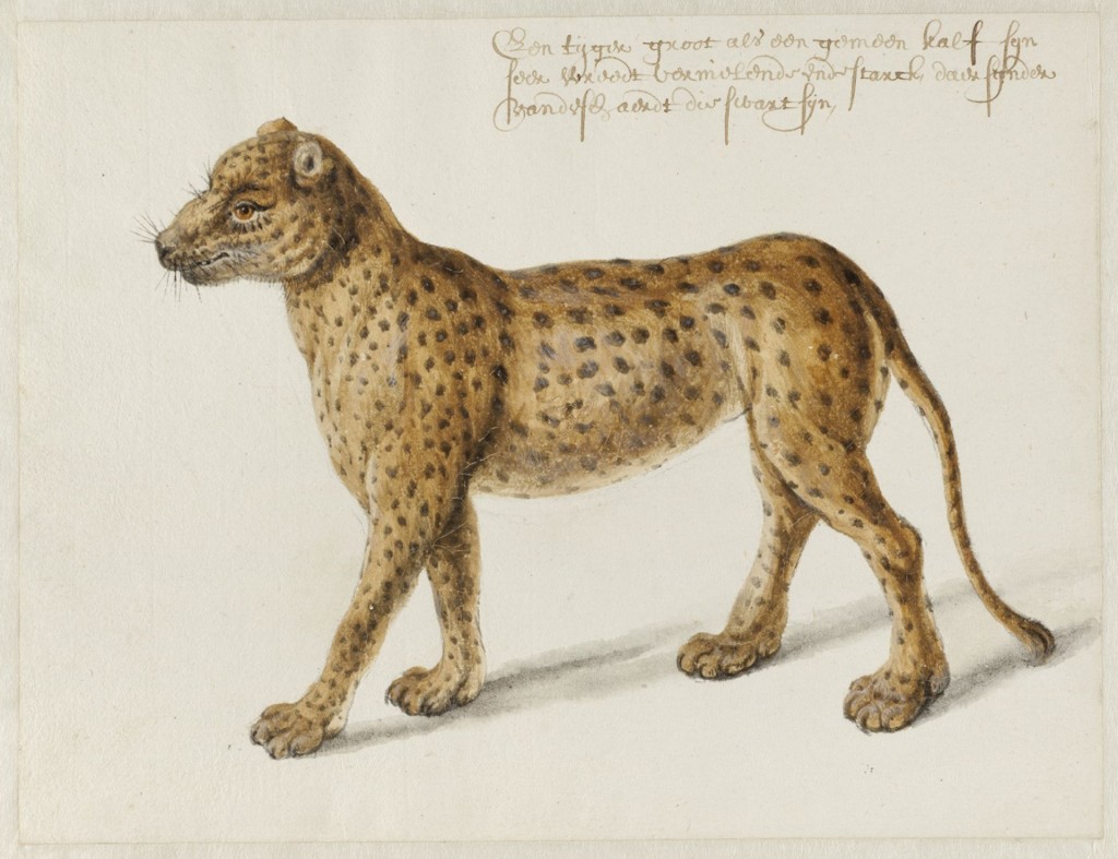 Jaguar, Frans Post (1612-1680), ca. 1638-1644), Noord-Hollands Archief Haarlem