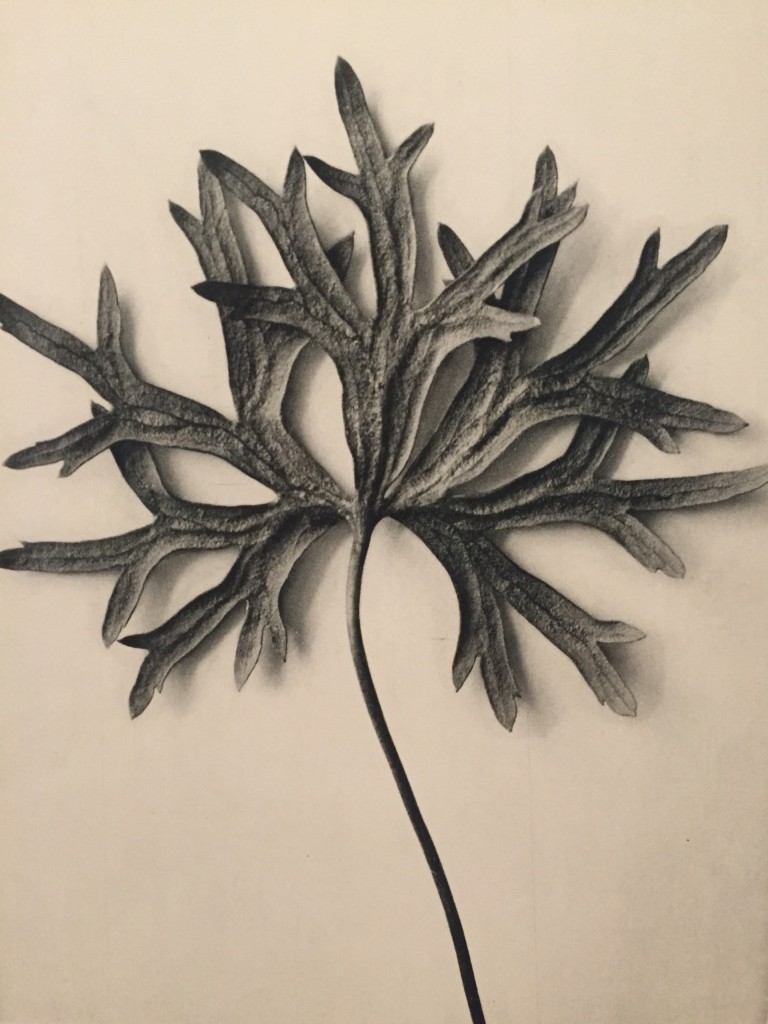 Karl Blossfeldt, Aconitum anthora, 1928, detail, eigen foto