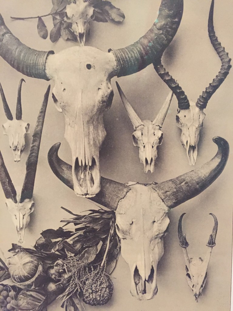 Martin Gerlach, compositie met naaldhout, dierenschedels, kalebassen, fazant, wilde eend, laurier en Turkse eik, Festons und Decorative Gruppen, Wenen, derde editie, 1897-98, detail, eigen foto