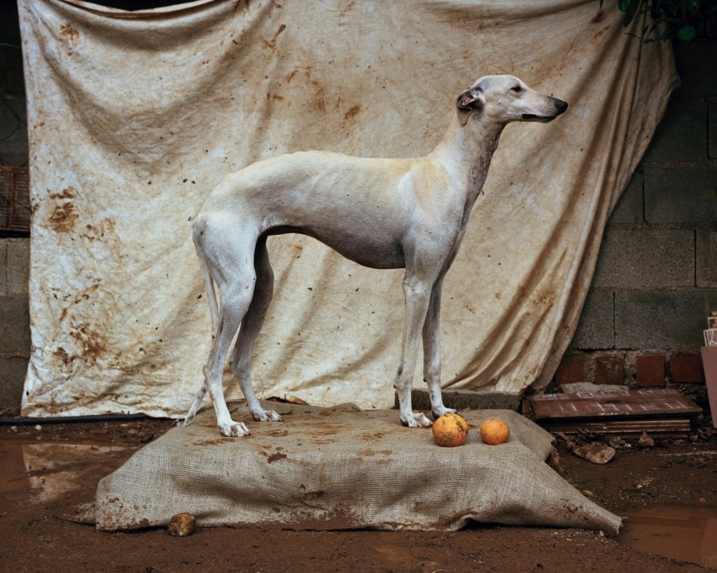 Martin Usborne (Londen 1973), Galga #2, Flatland Gallery (Amsterdam, Parijs)