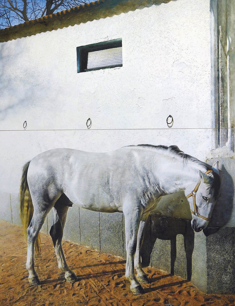 Andrés Castellanos, White Horse, collectie MEAM Barcelona