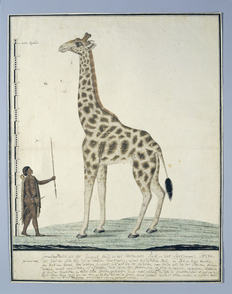 Robert Jacob Gordon, Giraf met links een Khoi, 1779, Rijksmuseum Amsterdam
