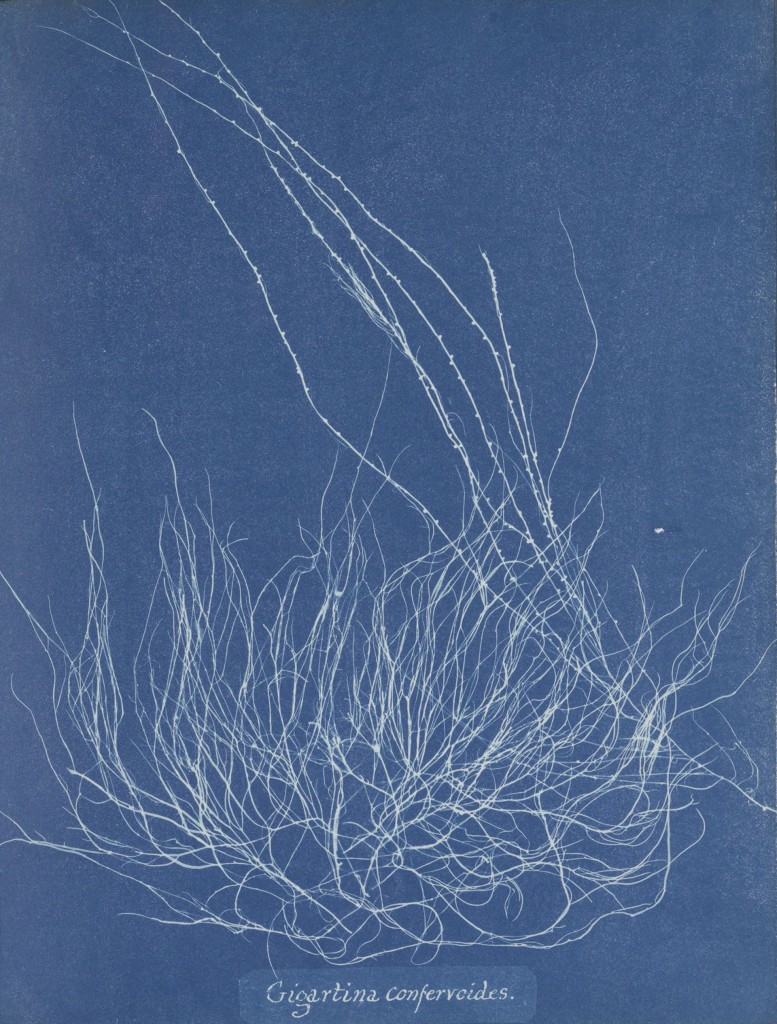 Anna Atkins, Algen, ca 1843 - ca. 1853, behoort tot 'Photographs of British Algae Cyanotype Impressions. Aankoop met stein Bankgiro Loterij, Familie W. Cordia/Rijksmuseum Fonds en Paul Huf Fonds/Rijksmuseum Fonds