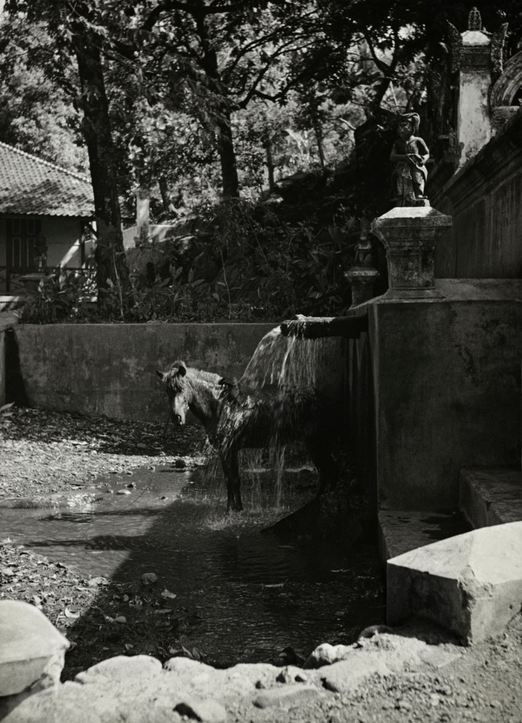 Paard bij een wasplaats, Bali, Indonesië, copyright Alphons Hustinx/Nederlands Fotomuseum