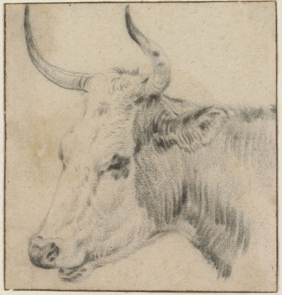 De kop ven een koe, Paulus Potter, 1640-1654, foto Cromhouthuis