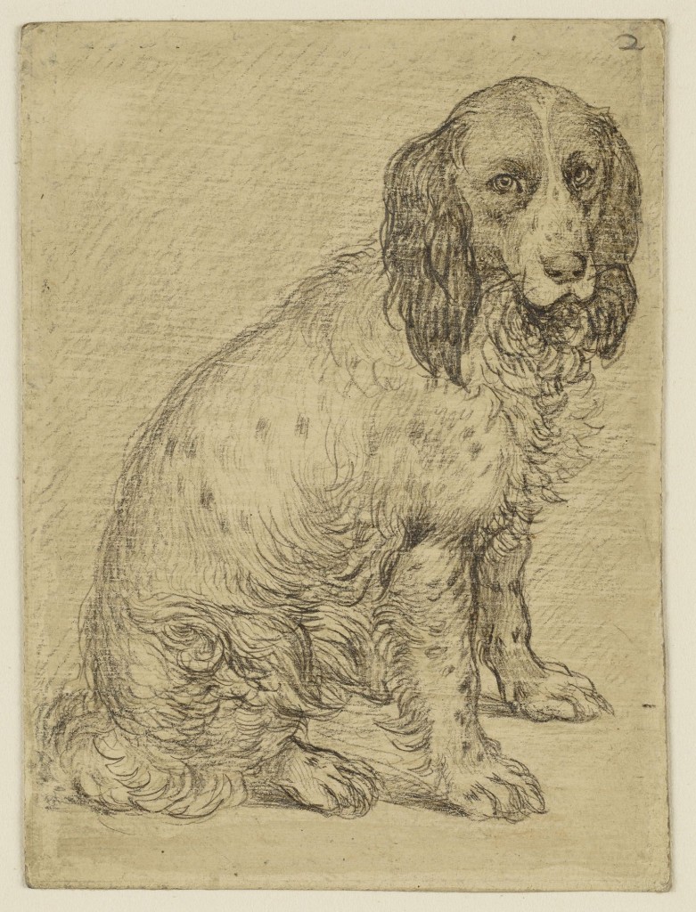 Zittende Drentse patrijshond, Hendrick Goltzius, ca. 1597